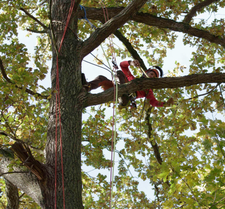 Ein Baumpfleger kletter mit professioneller Ausrüstung in einem Baum